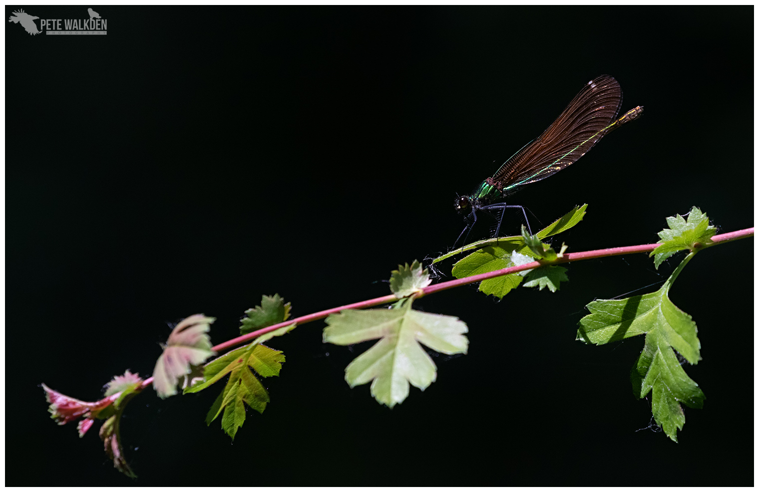 Beautiful Demoiselle