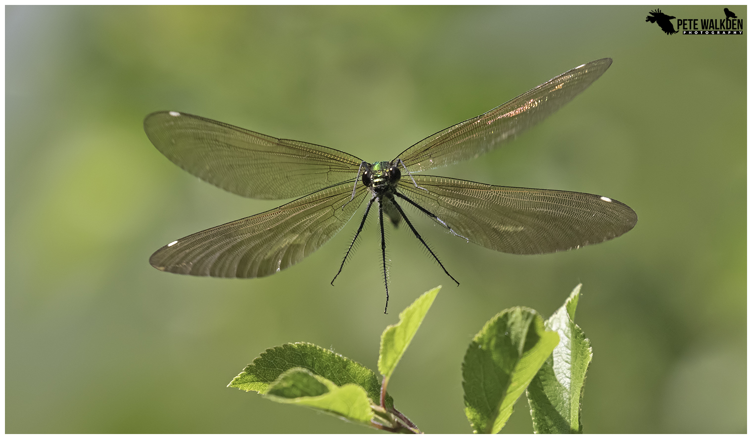 Beautiful Demoiselle