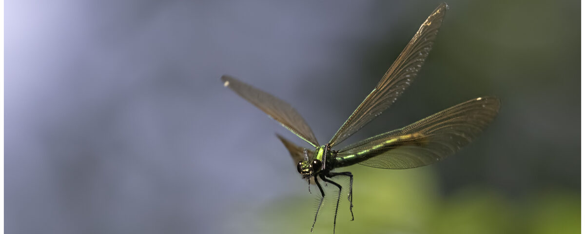 Beautiful Demoiselle