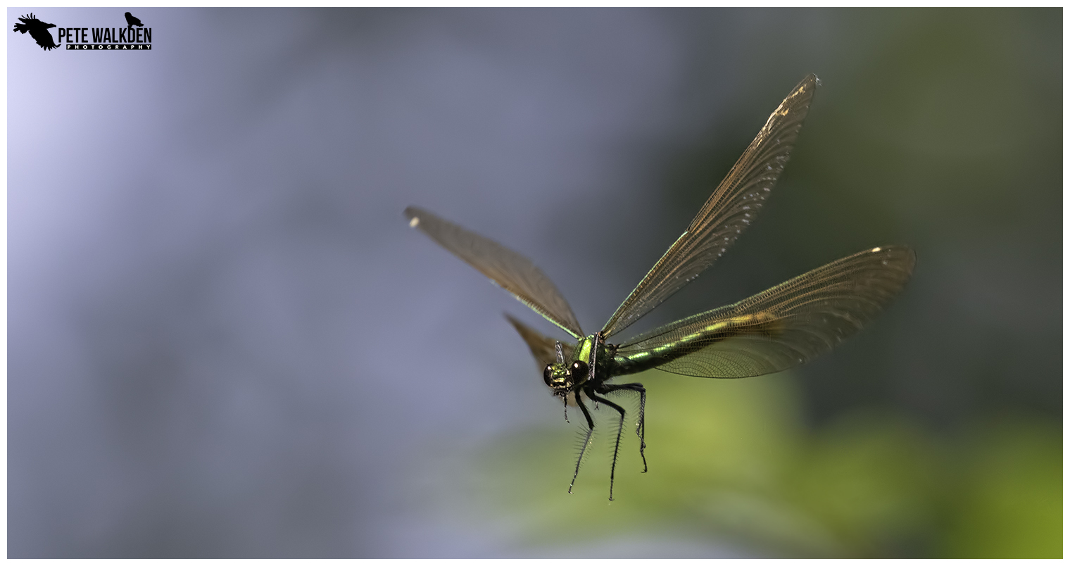 Beautiful Demoiselle