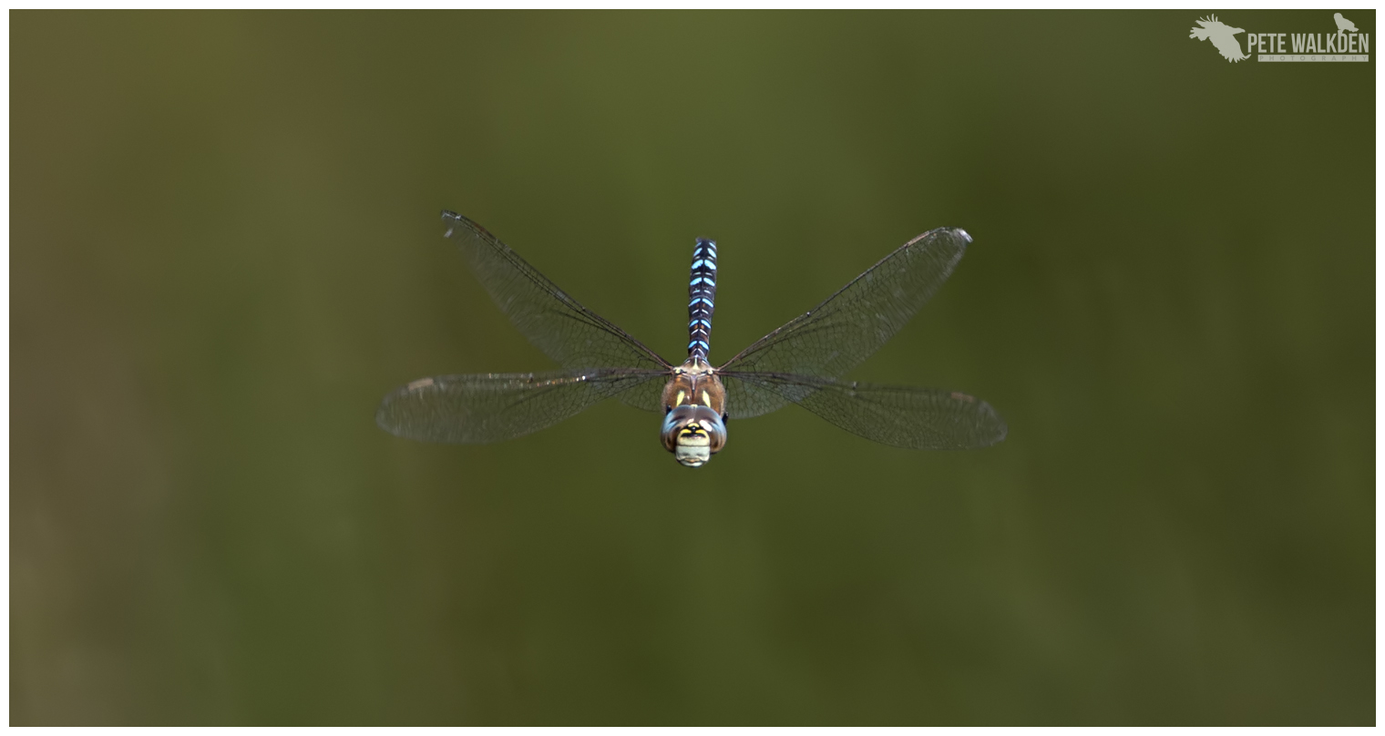 Dragonfly In Flight