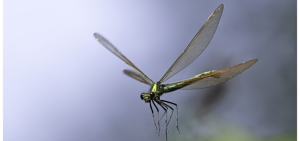 Beautiful Demoiselle