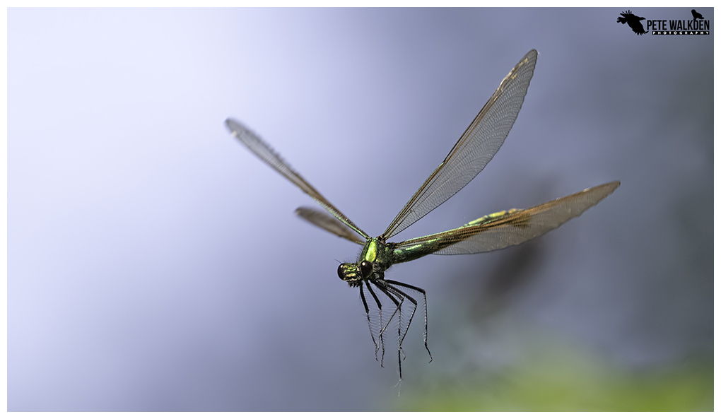 Beautiful Demoiselle