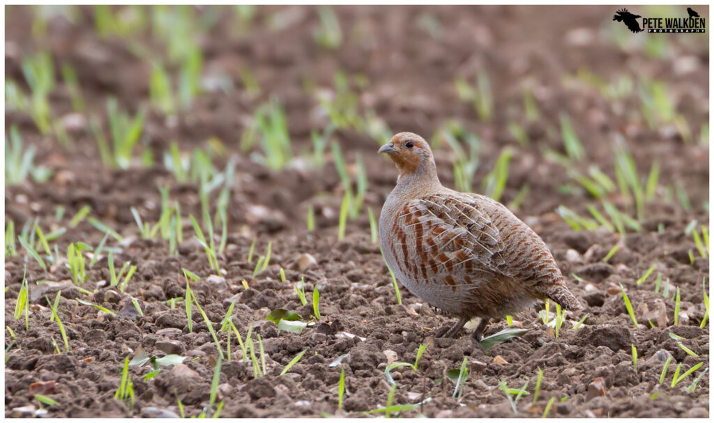 Birds Gallery - Farmland - Pete Walkden Photography