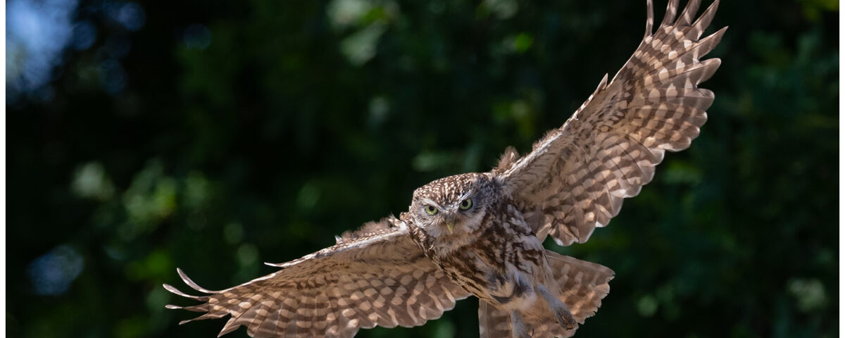 Little Owl Workshop