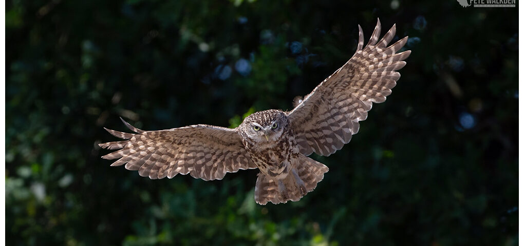 Little Owl