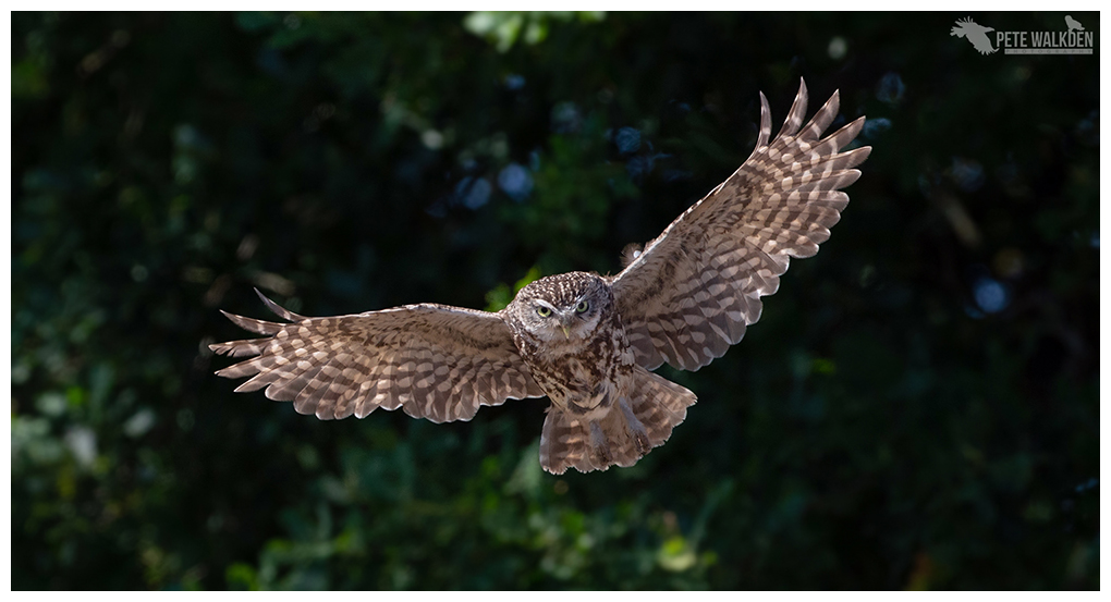 Little Owl