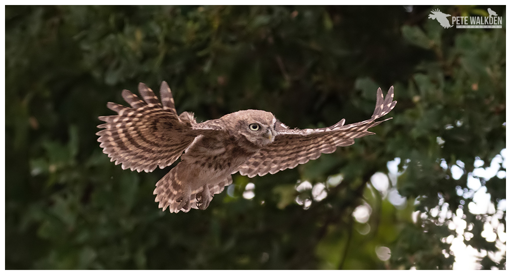 Flying Acorn