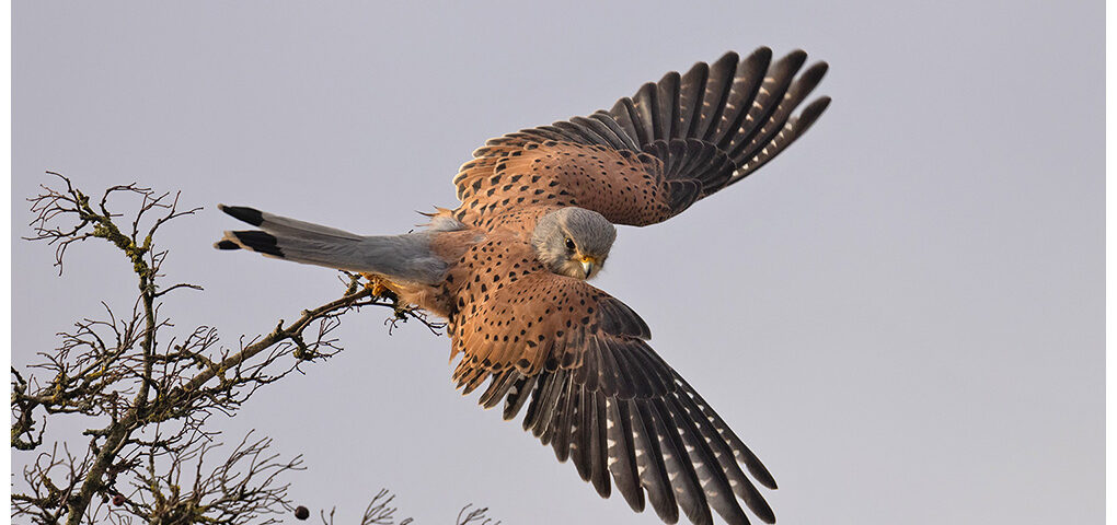 Kestrel