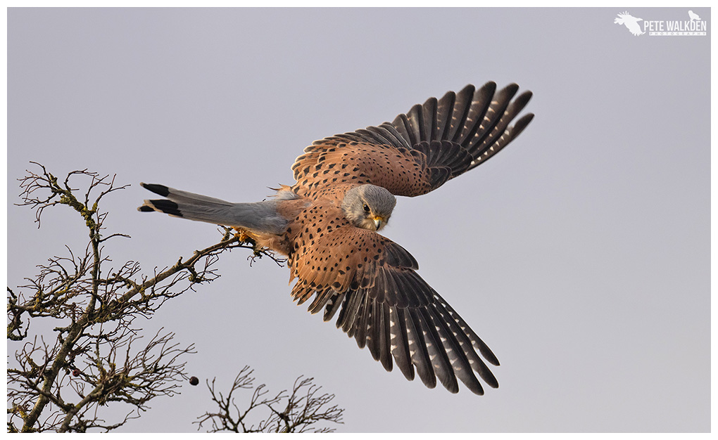 Kestrel