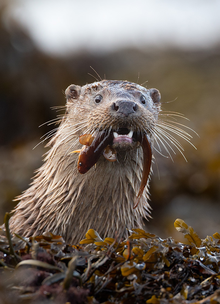 Mull Workshops