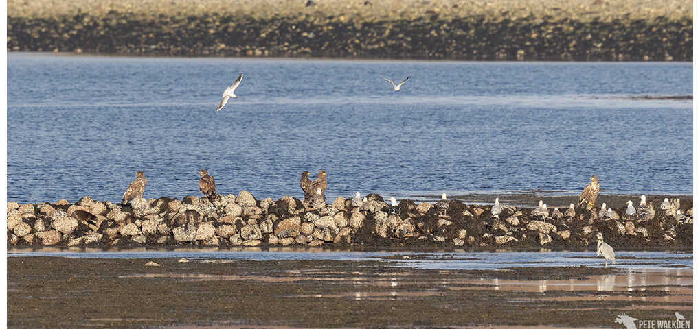 Five WTEs and an otter