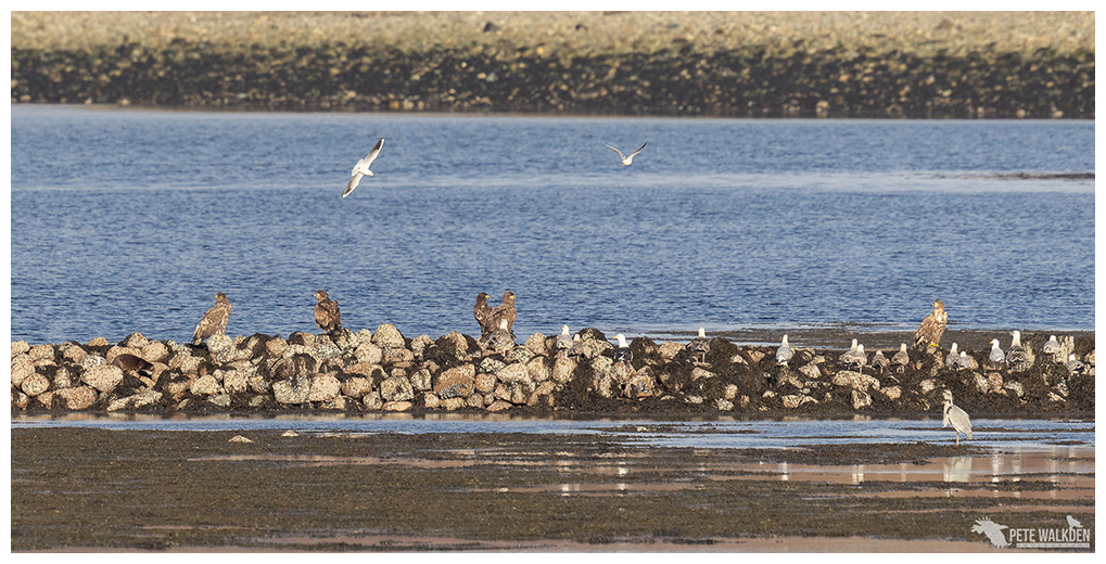 Five WTEs and an otter