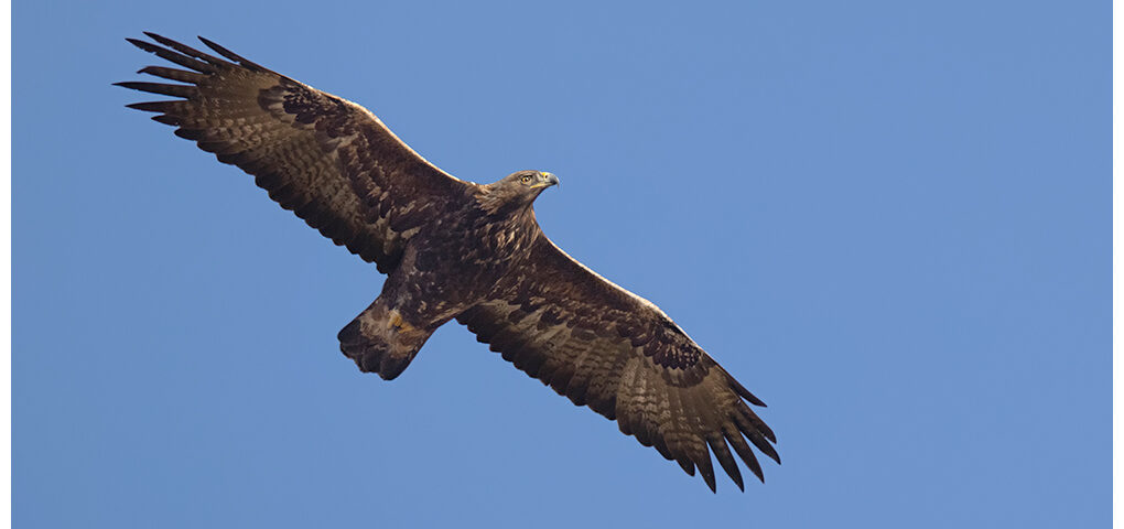 Golden Eagle