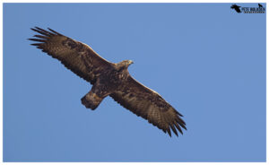 Golden Eagle