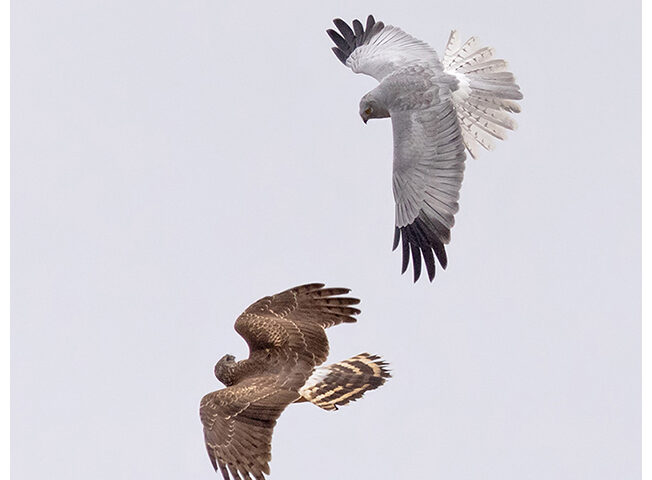 Hen Harriers