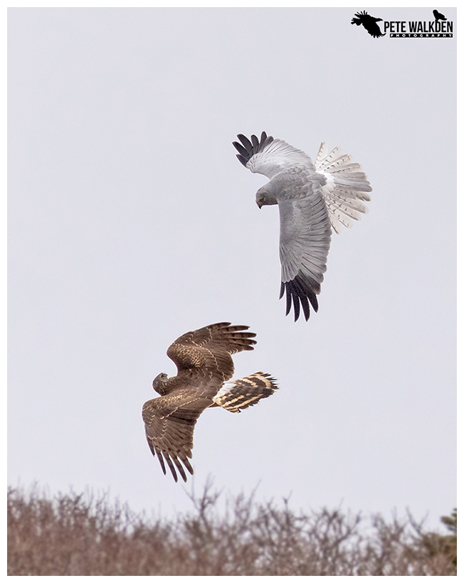 Hen Harriers