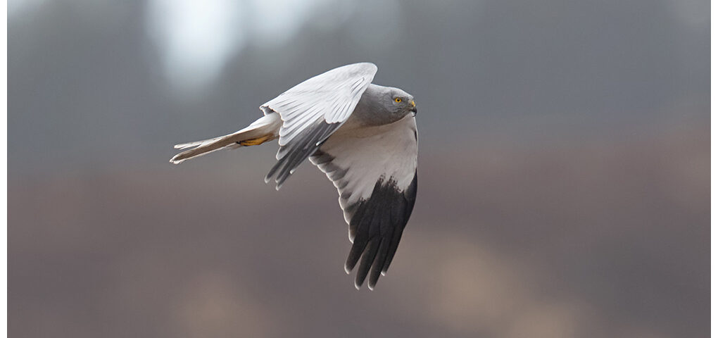 Male Hen Harrier