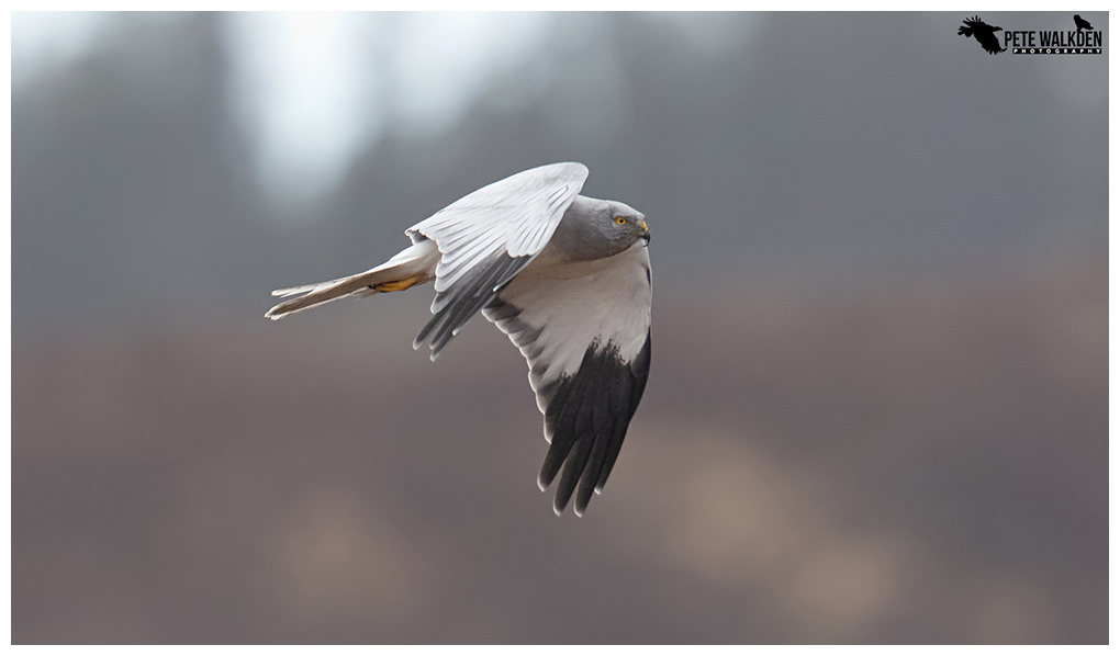 Male Hen Harrier