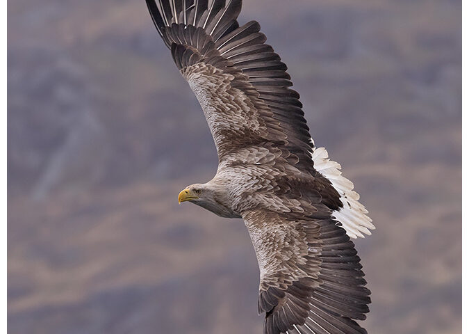 White-Tailed Eagle