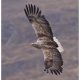 White-Tailed Eagle
