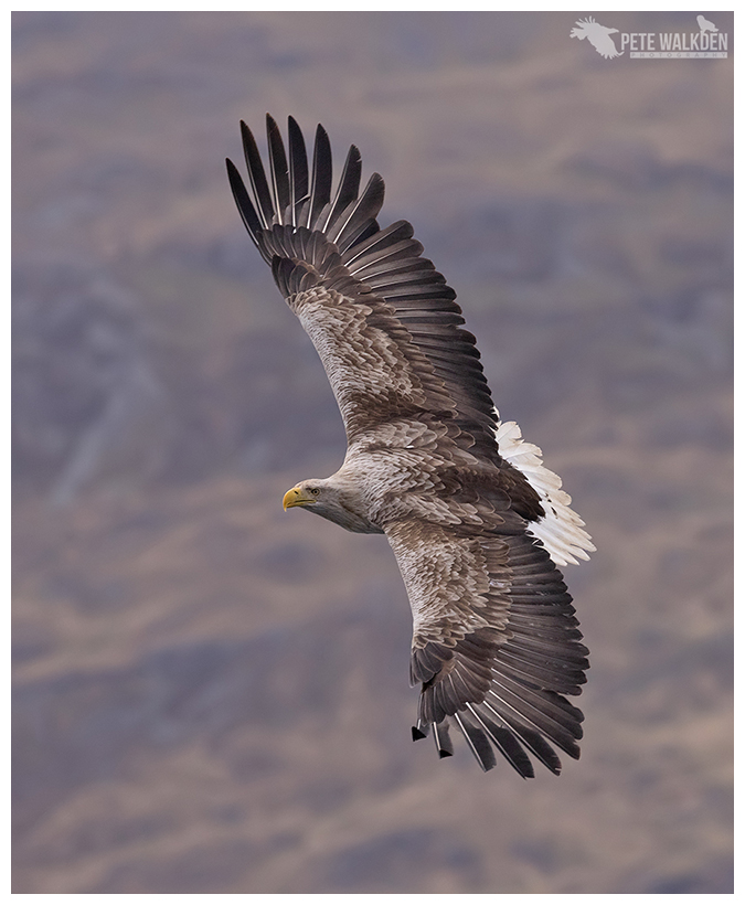 White-Tailed Eagle