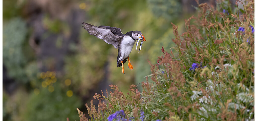 Puffin