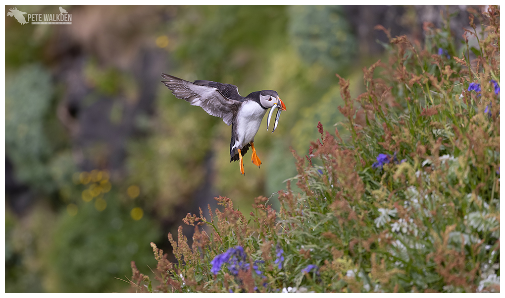 Puffin