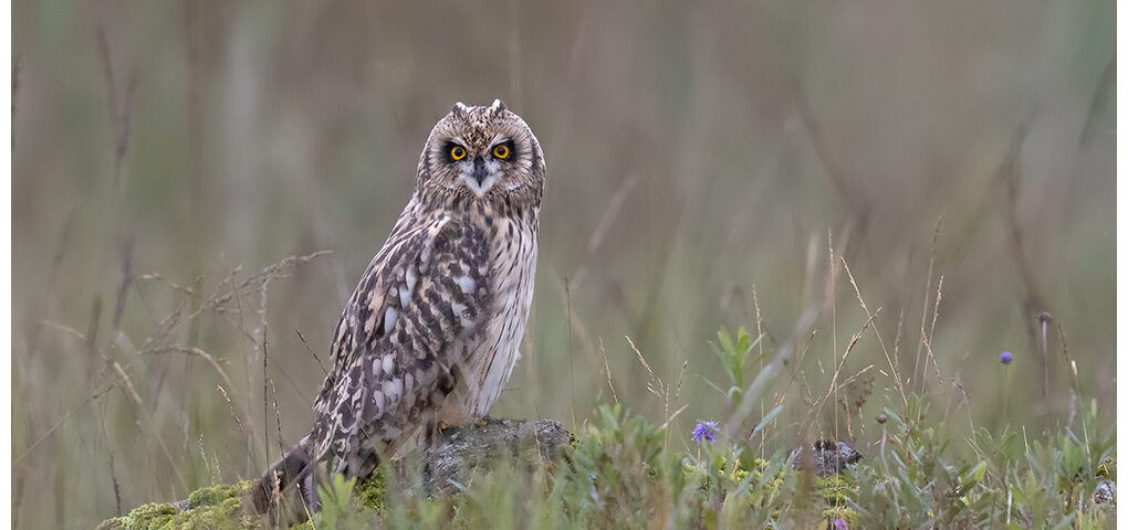 Juvenile Short-Eared Owl