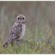 Juvenile Short-Eared Owl