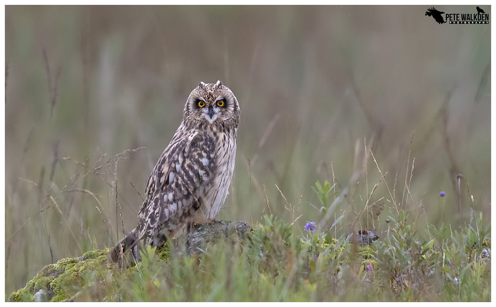 Juvenile Short-Eared Owl