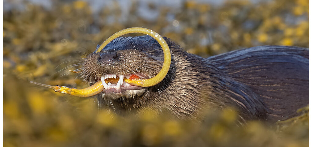 Otter eating a pipefish