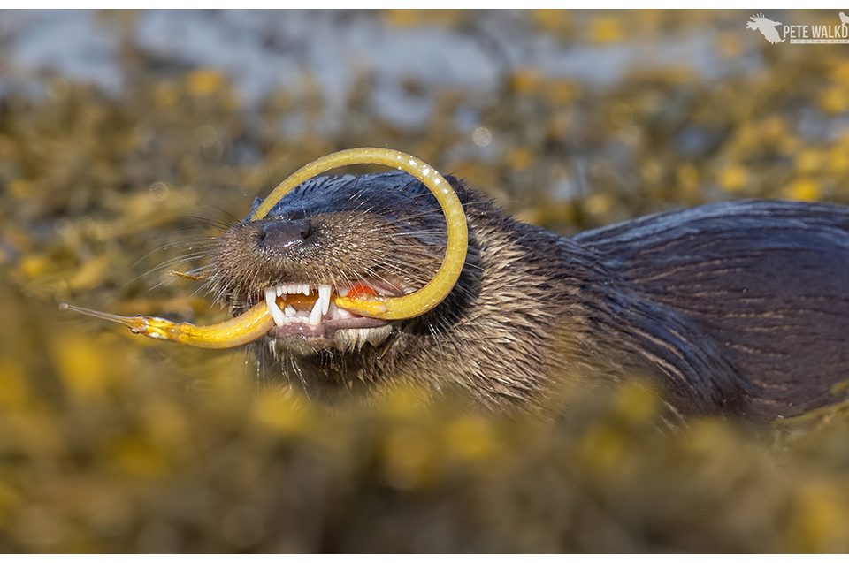 Otter eating a pipefish