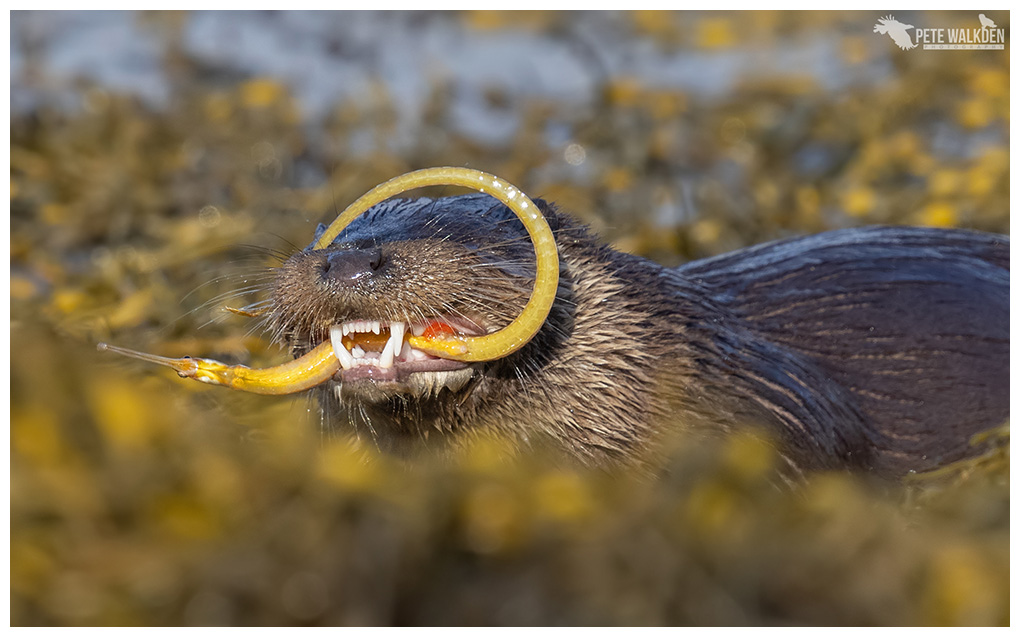 Otter eating a pipefish