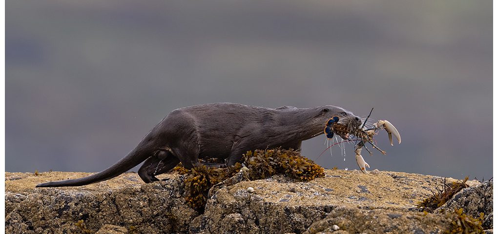 Otter With Lobster