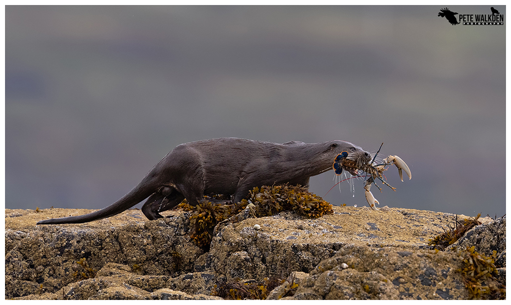 Otter With Lobster