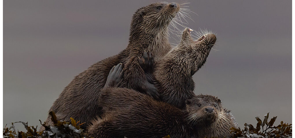 Otter Family