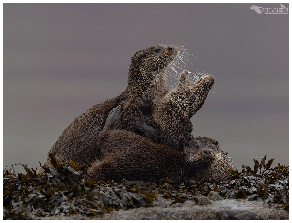 Otter Family