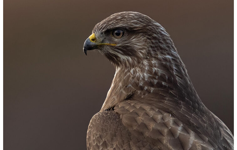 Buzzard