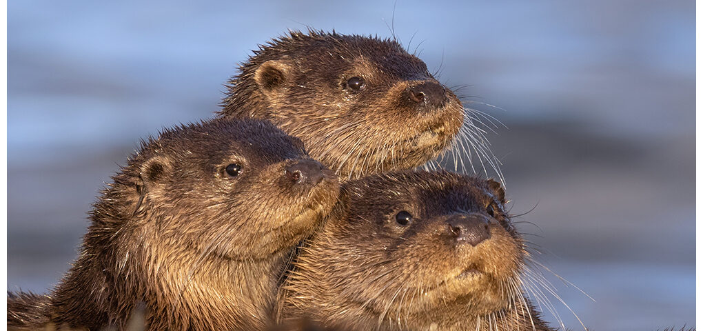 Otter Pyramid