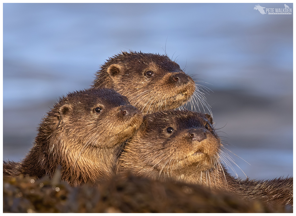 Otter Pyramid