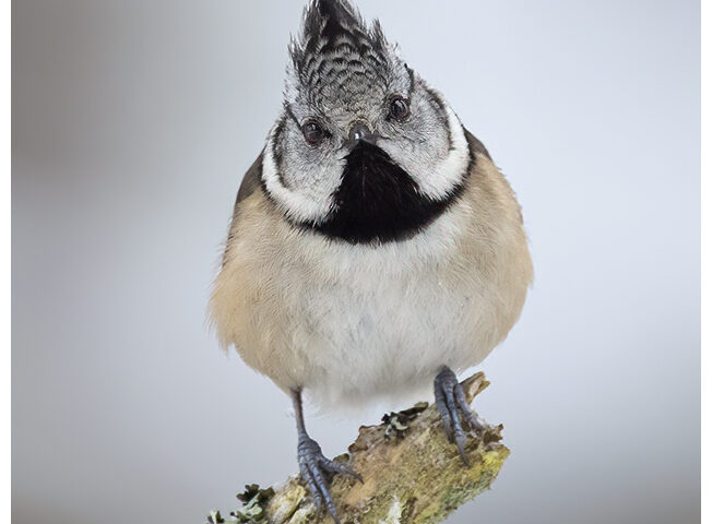 Crested Tit