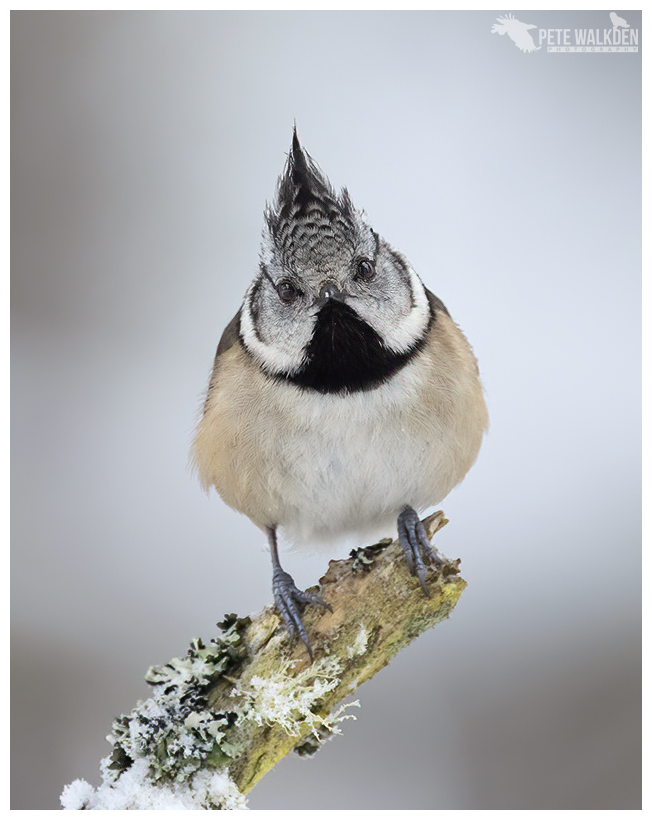 Crested Tit