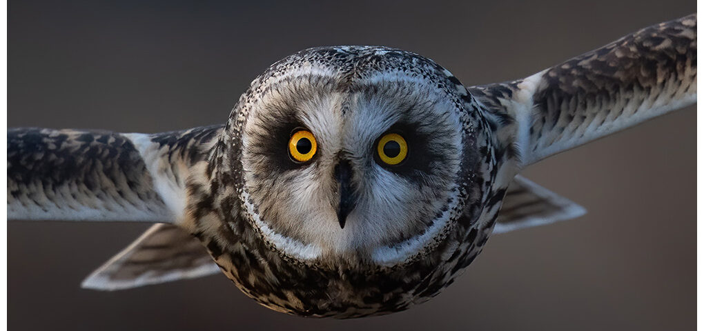 Short-eared owl