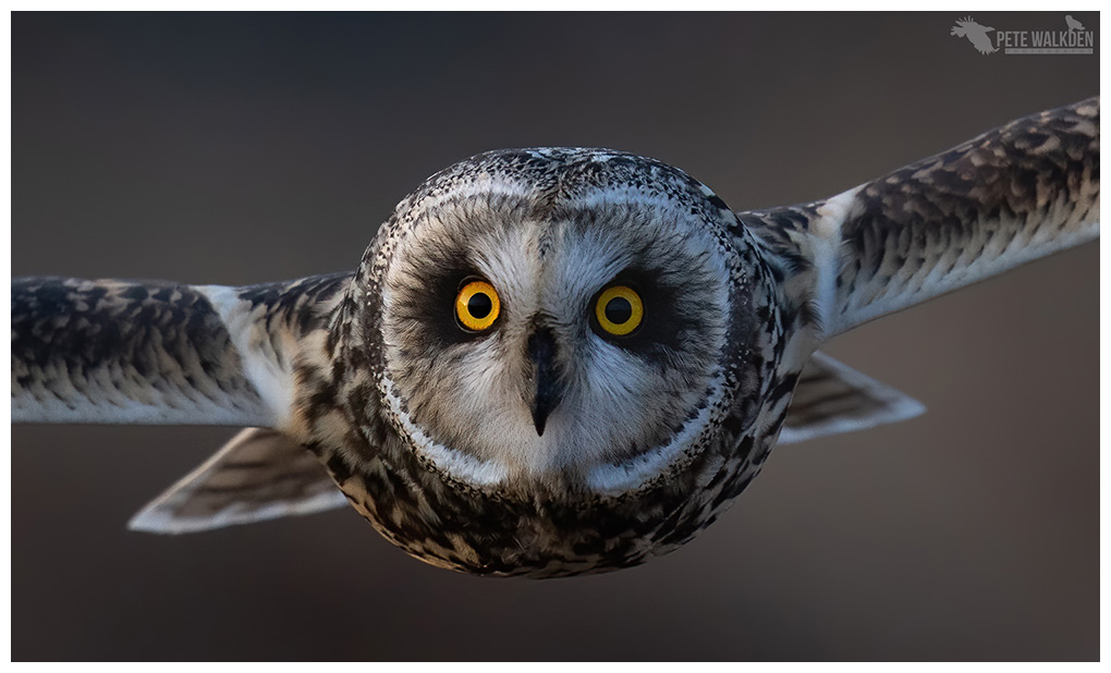 Short-eared owl