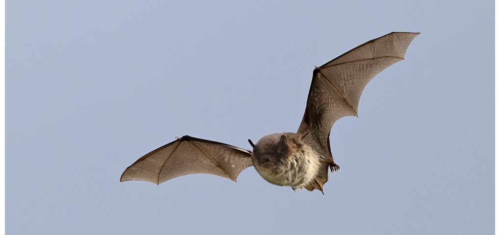 Daubenton's Bat