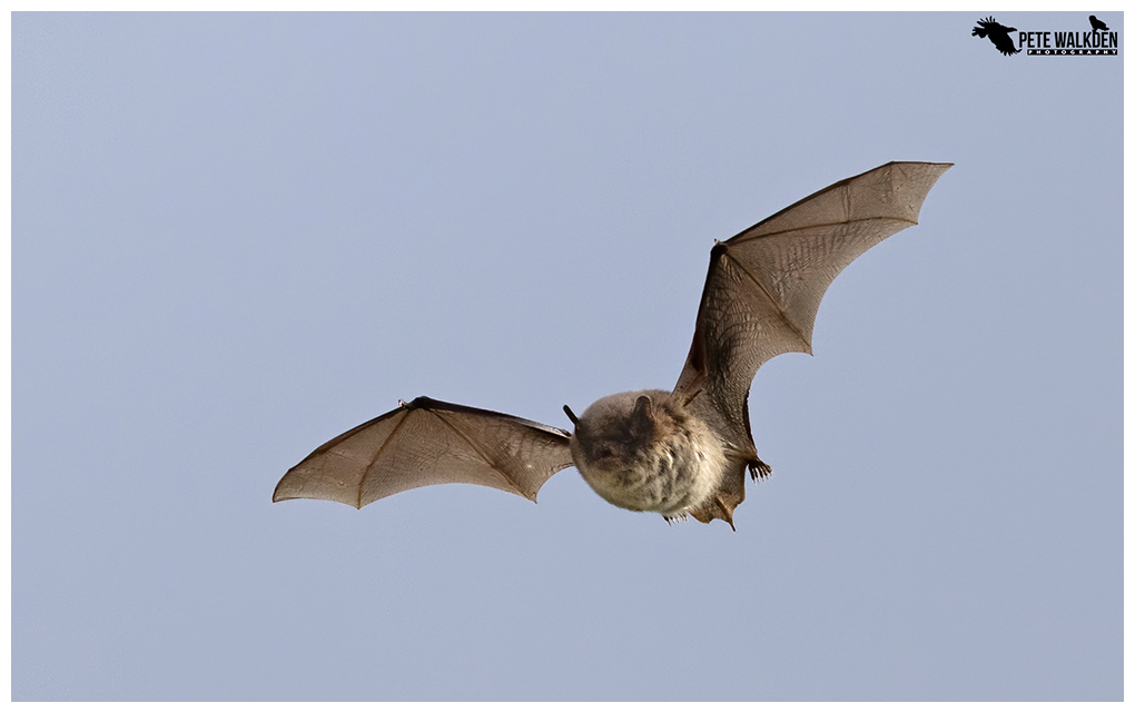 Daubenton's Bat