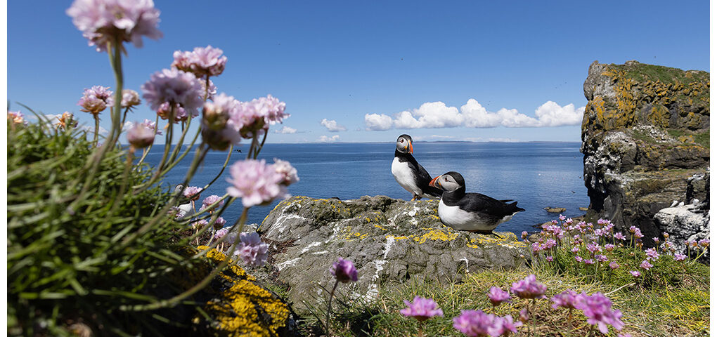 Puffins On Lunga