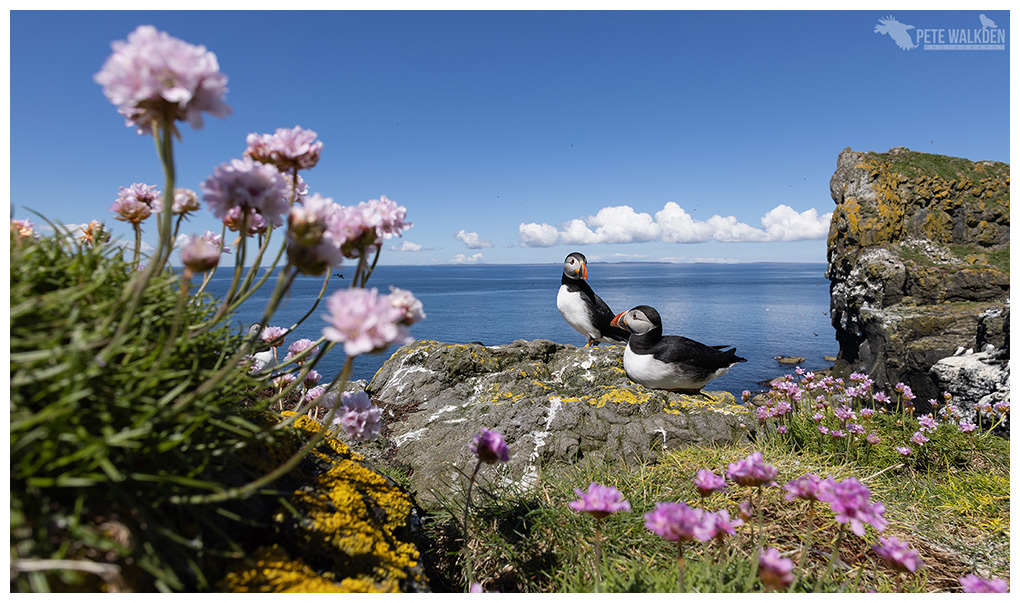 Puffins On Lunga