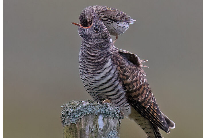 Juvenile Cuckoo